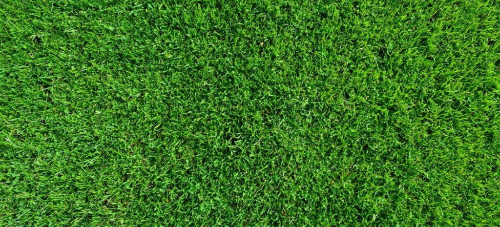 Turf Warranty Explained